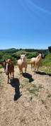Pension chevaux &eacute;quipiste - Les Sabots d'Arthez (64370)