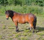 Superbe hongre miniature am&eacute;ricain 4 ans bai PP Amha 