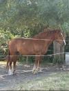 &Agrave; VENDRE &ndash; Cheval crois&eacute; Breton x Selle Fran&ccedil;ais
