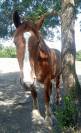 &Agrave; VENDRE &ndash; Cheval crois&eacute; Breton x Selle Fran&ccedil;ais