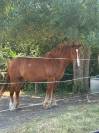 &Agrave; VENDRE &ndash; Cheval crois&eacute; Breton x Selle Fran&ccedil;ais