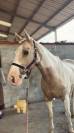 Hongre pie palomino &ndash; 14 ans &ndash; Ma&icirc;tre d&rsquo;&eacute;cole 
