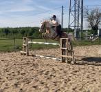 Hongre pie palomino &ndash; 14 ans &ndash; Ma&icirc;tre d&rsquo;&eacute;cole 