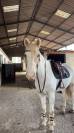 Hongre pie palomino &ndash; 14 ans &ndash; Ma&icirc;tre d&rsquo;&eacute;cole 