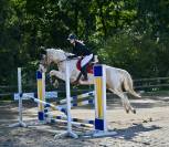 Hongre pie palomino &ndash; 14 ans &ndash; Ma&icirc;tre d&rsquo;&eacute;cole 