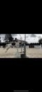 Hongre pie palomino &ndash; 14 ans &ndash; Ma&icirc;tre d&rsquo;&eacute;cole 