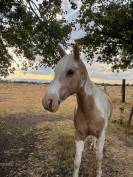Hongre pie palomino &ndash; 14 ans &ndash; Ma&icirc;tre d&rsquo;&eacute;cole 