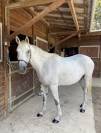 Demi pension cheval 