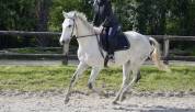 Demi pension cheval 