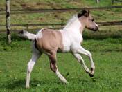 Crush - Poulain grullo tobiano origine cutting/ranch