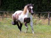 Crush - Poulain grullo tobiano origine cutting/ranch