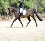 Vendo poni C 7 a&ntilde;os por cambio categor&iacute;a 