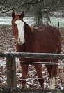 Hongre 2 ans, SF, par Master van de Helle (BEL)