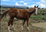 Hongre 2 ans, SF, par Master van de Helle (BEL)