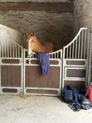 Cheval de sport 