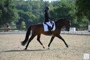Cheval Dressage 6 ans 