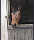 &Agrave; vendre ponette 11 ans polyvalente 
