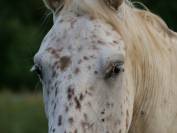 Appaloosa L&eacute;opard hongre plein papier 