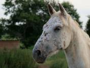 Appaloosa L&eacute;opard hongre plein papier 
