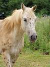 Appaloosa L&eacute;opard hongre plein papier 