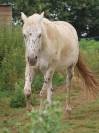 Appaloosa L&eacute;opard hongre plein papier 