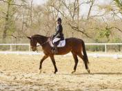 Valsain- Pur sang 9 ans &agrave; vendre 