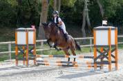 Valsain- Pur sang 9 ans &agrave; vendre 