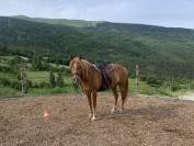 Cheval de loisir OC 5 ans