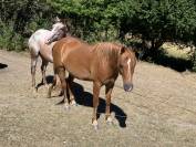 Cheval de loisir OC 5 ans