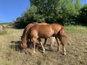 Cheval de loisir OC 5 ans