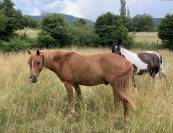 Cheval de loisir OC 5 ans