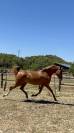 Jument Anglo arabe 4 ans orientation sport etendurance 