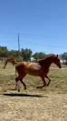 Jument Anglo arabe 4 ans orientation sport etendurance 