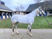 Hongre 5 ans - 1m67 - gros potentiel CCE / CSO