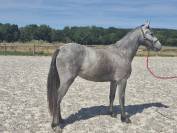 Veulen (vr) Welsh Partbred Te koop 2024 Schimmel