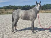 Veulen (vr) Welsh Partbred Te koop 2024 Schimmel