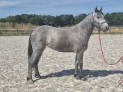 Veulen (vr) Welsh Partbred Te koop 2024 Schimmel