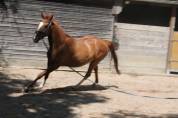 Cheval de loisir 7 ans