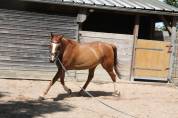 Cheval de loisir 7 ans