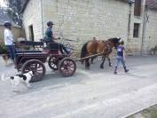 Jument d&rsquo;attelage 