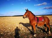 Jument d&rsquo;attelage 