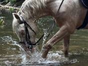 Poney de loisir sympa et polyvalent