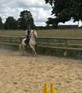 Poney de loisir sympa et polyvalent