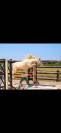 Poney de loisir sympa et polyvalent