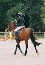 Gelding French Trotter For sale 2020 Bay
