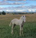 Poulain Futur Grand Poney / Petit Cheval