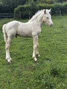 Poulain Futur Grand Poney / Petit Cheval