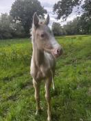 Poulain Futur Grand Poney / Petit Cheval