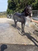 Ponette D - New Forest 