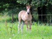 Copper - Poulain paint horse baydun  homozygote tobiano